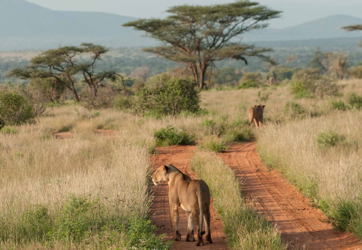 3 Days Samburu Budget Camping Safari | Kenya safaris | Tanzania safaris ...